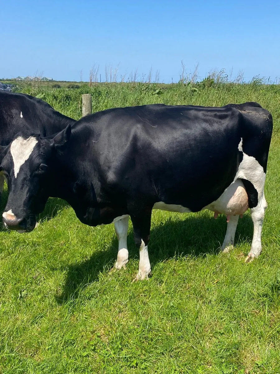 Cows and bull - Image 2