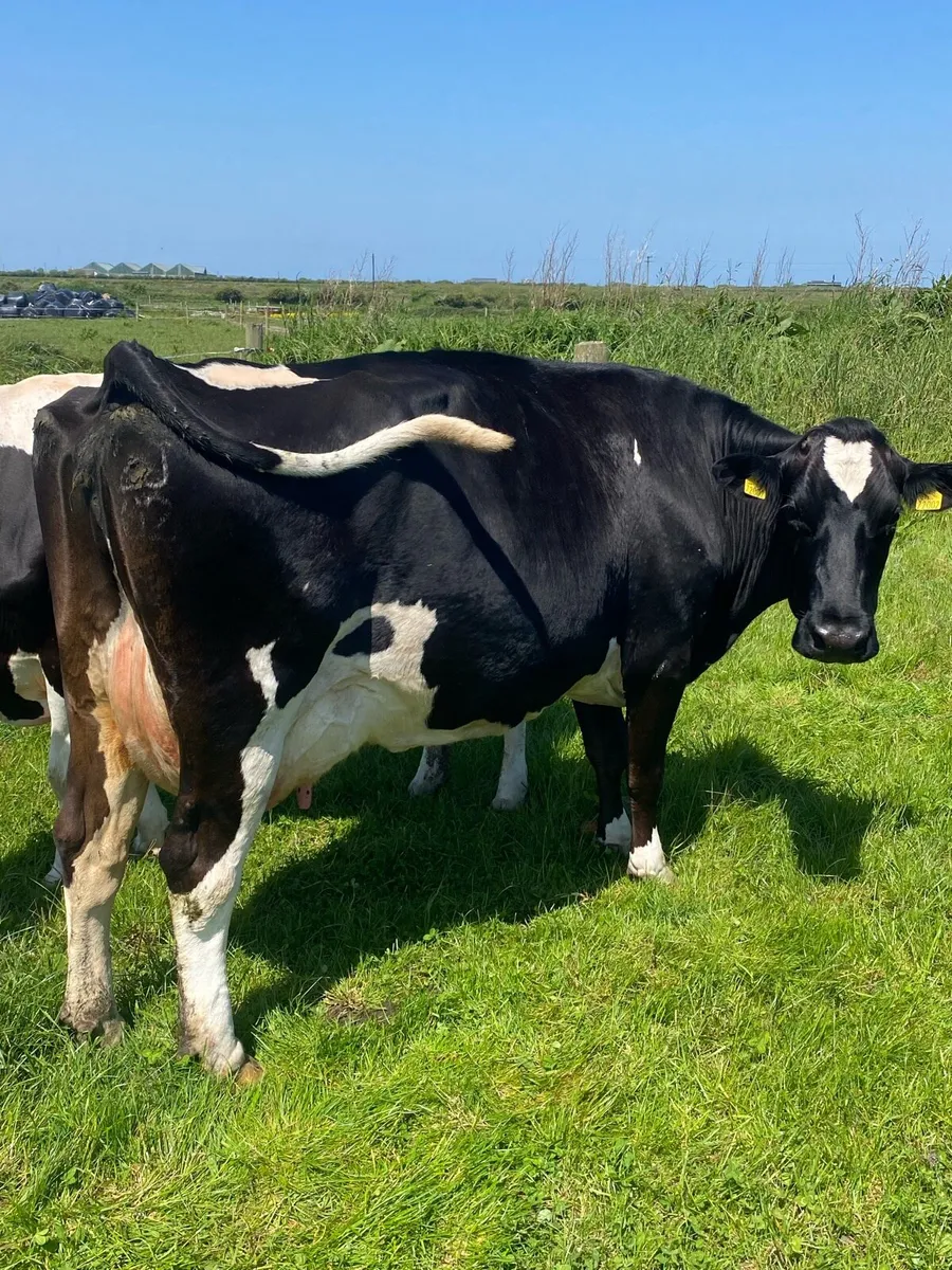 Cows and bull - Image 3