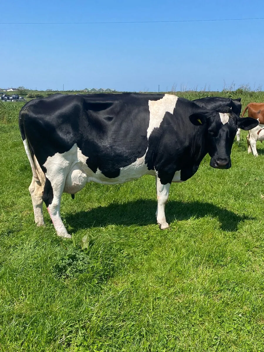 Cows and bull - Image 4