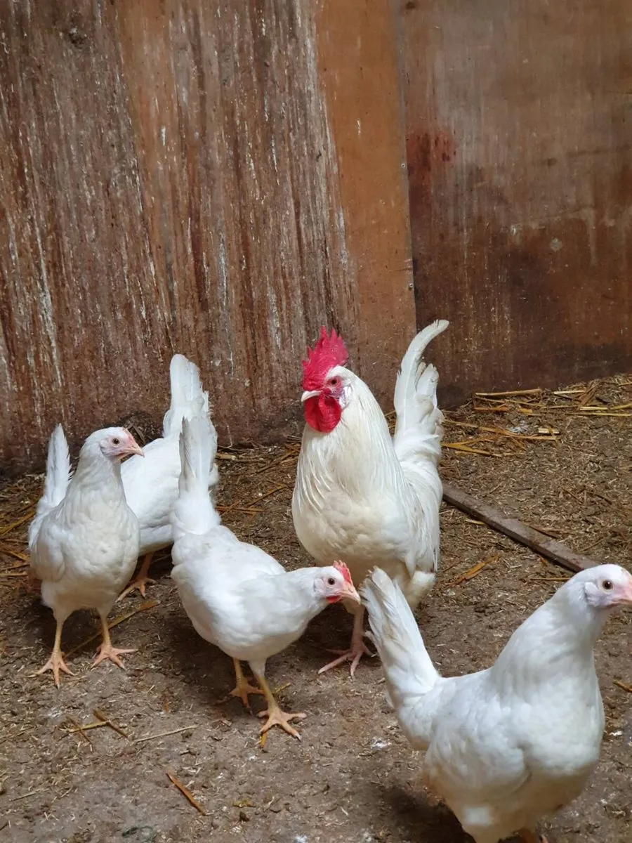 Hens/pullets/fertile eggs/chicks/ducklings - Image 4