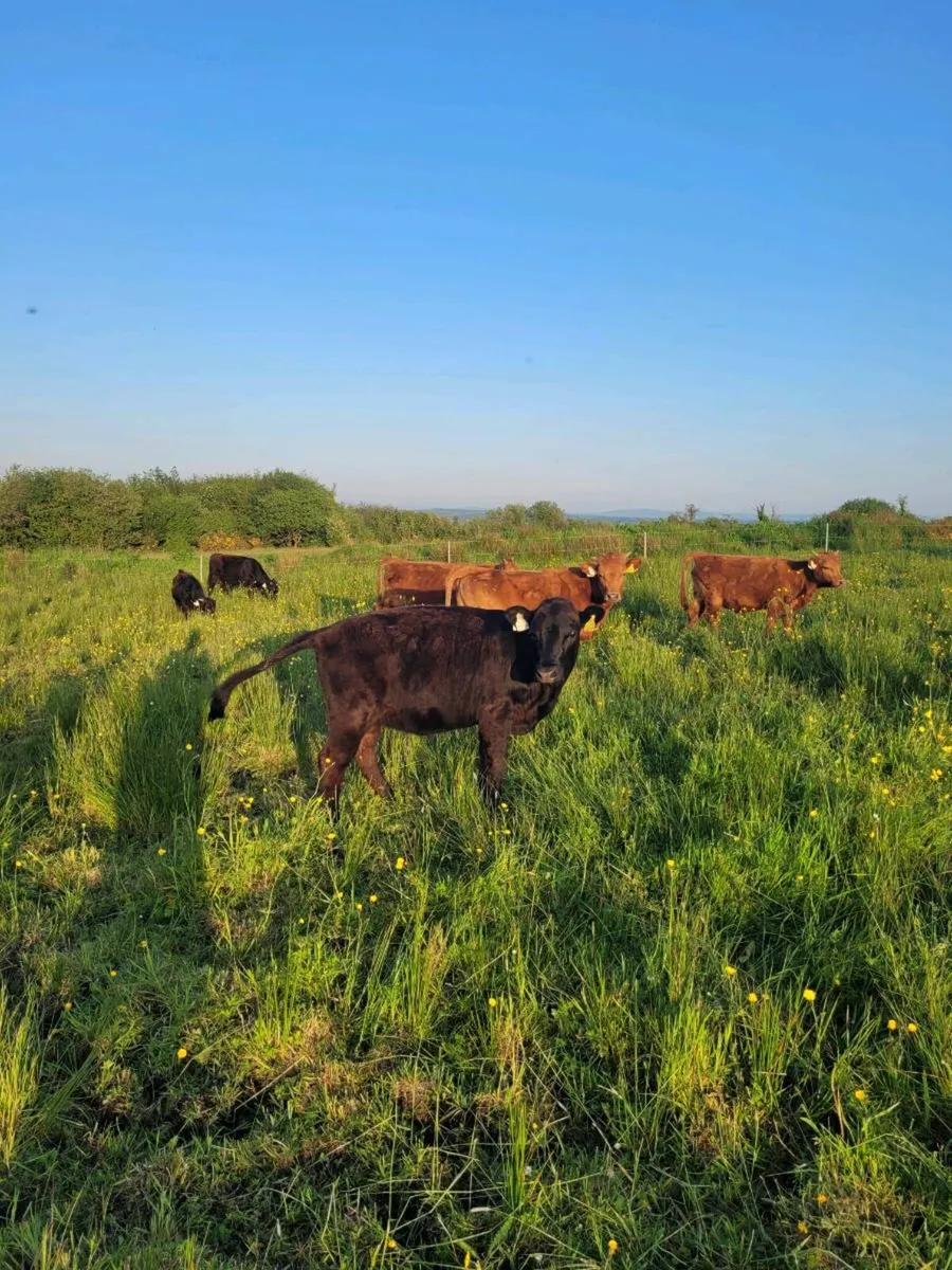 Dexter cattle - Image 2