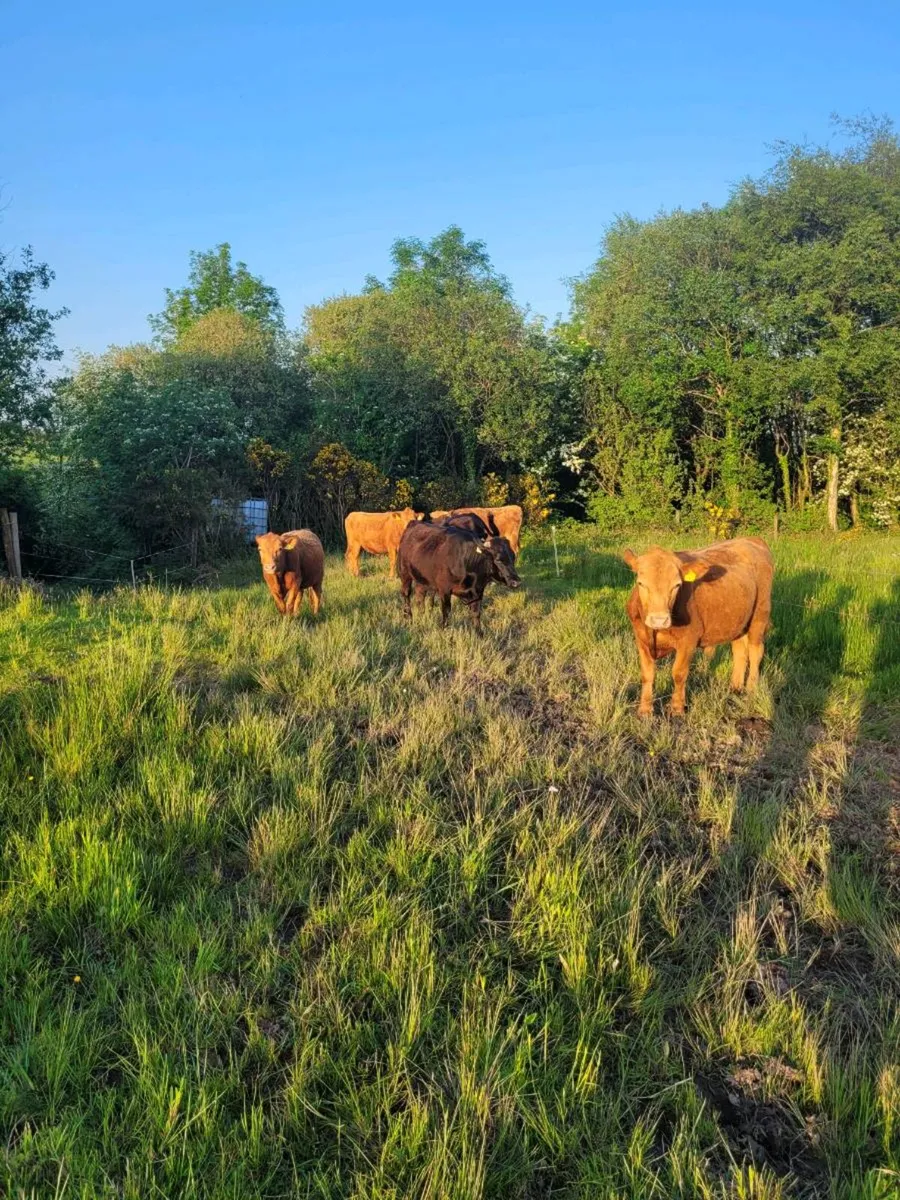 Dexter cattle - Image 1
