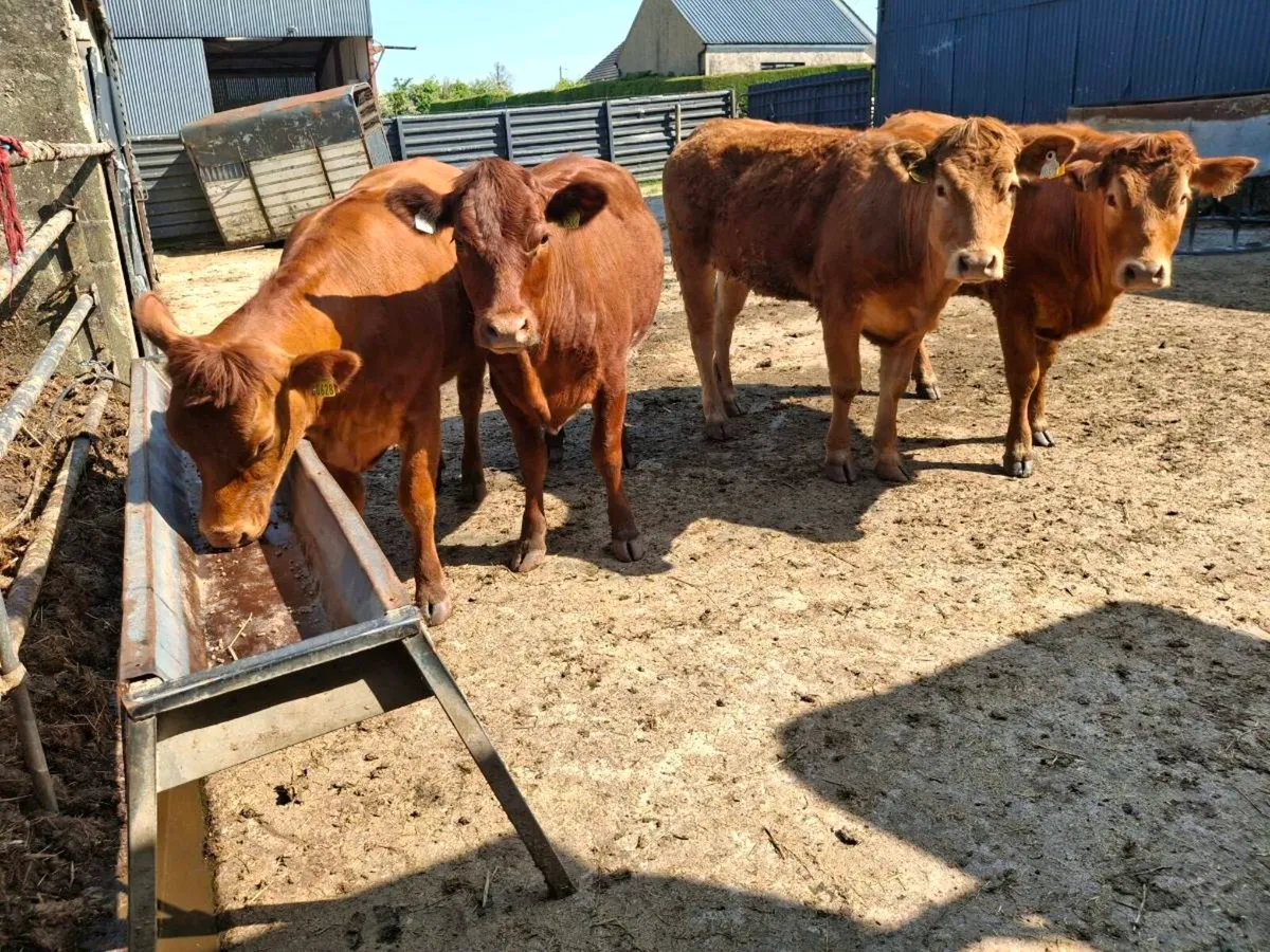 Choice breeding  heifers - Image 1