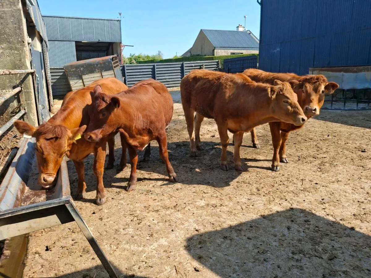 Choice breeding  heifers - Image 2
