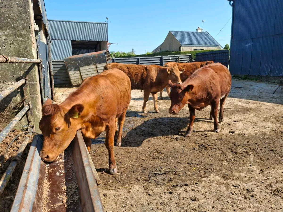 Choice breeding  heifers - Image 3