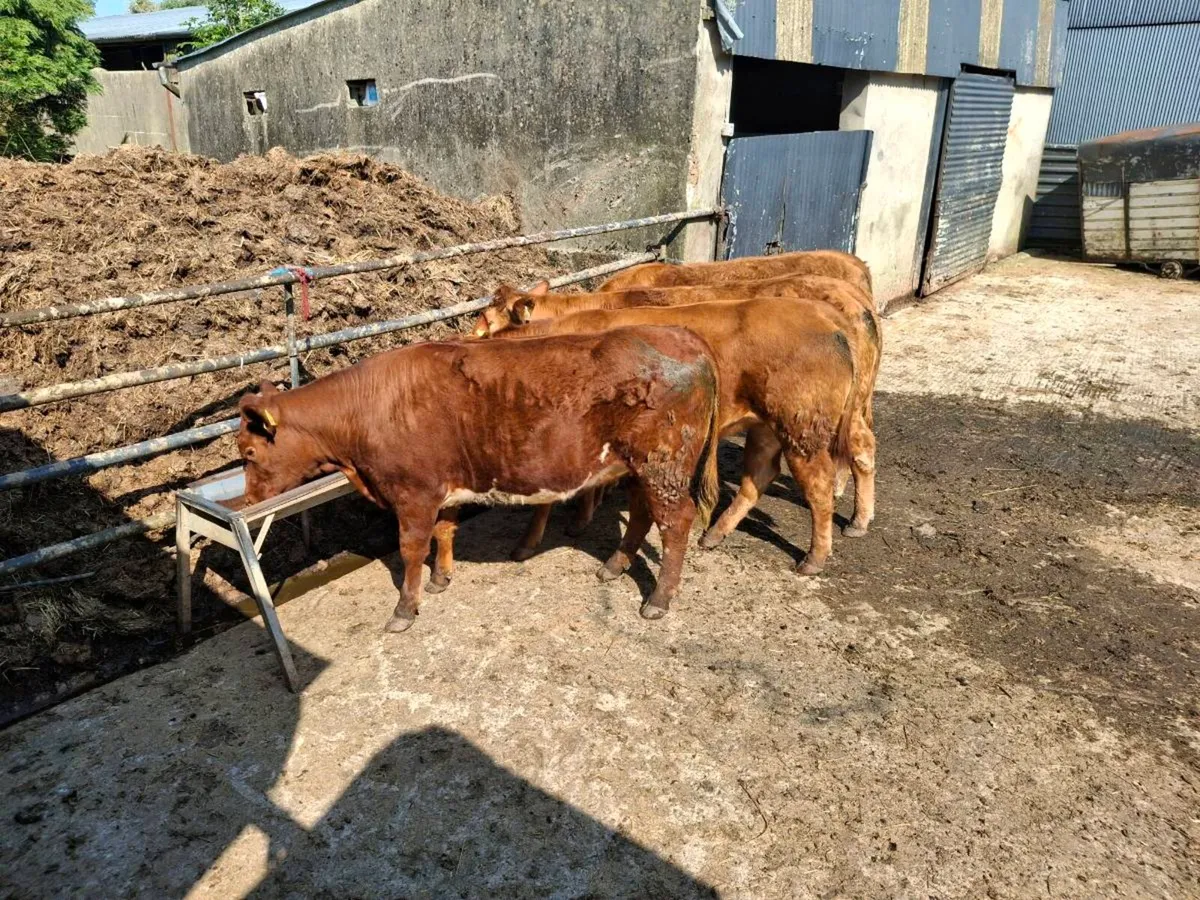 Choice breeding  heifers - Image 4