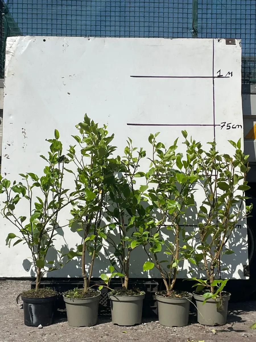 Griselinia HEDGING