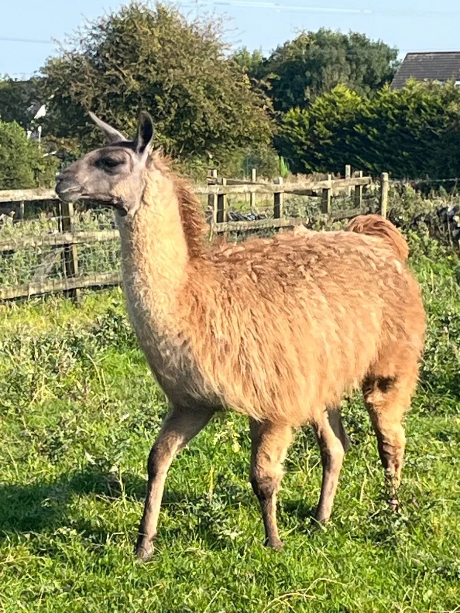 Llamas - Image 1