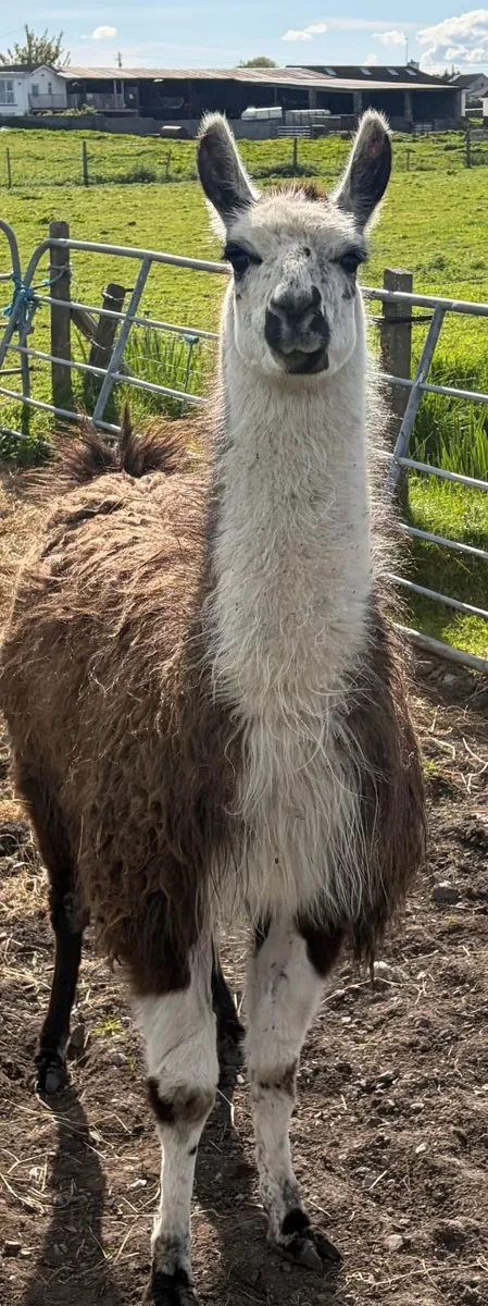 Llamas - Image 2