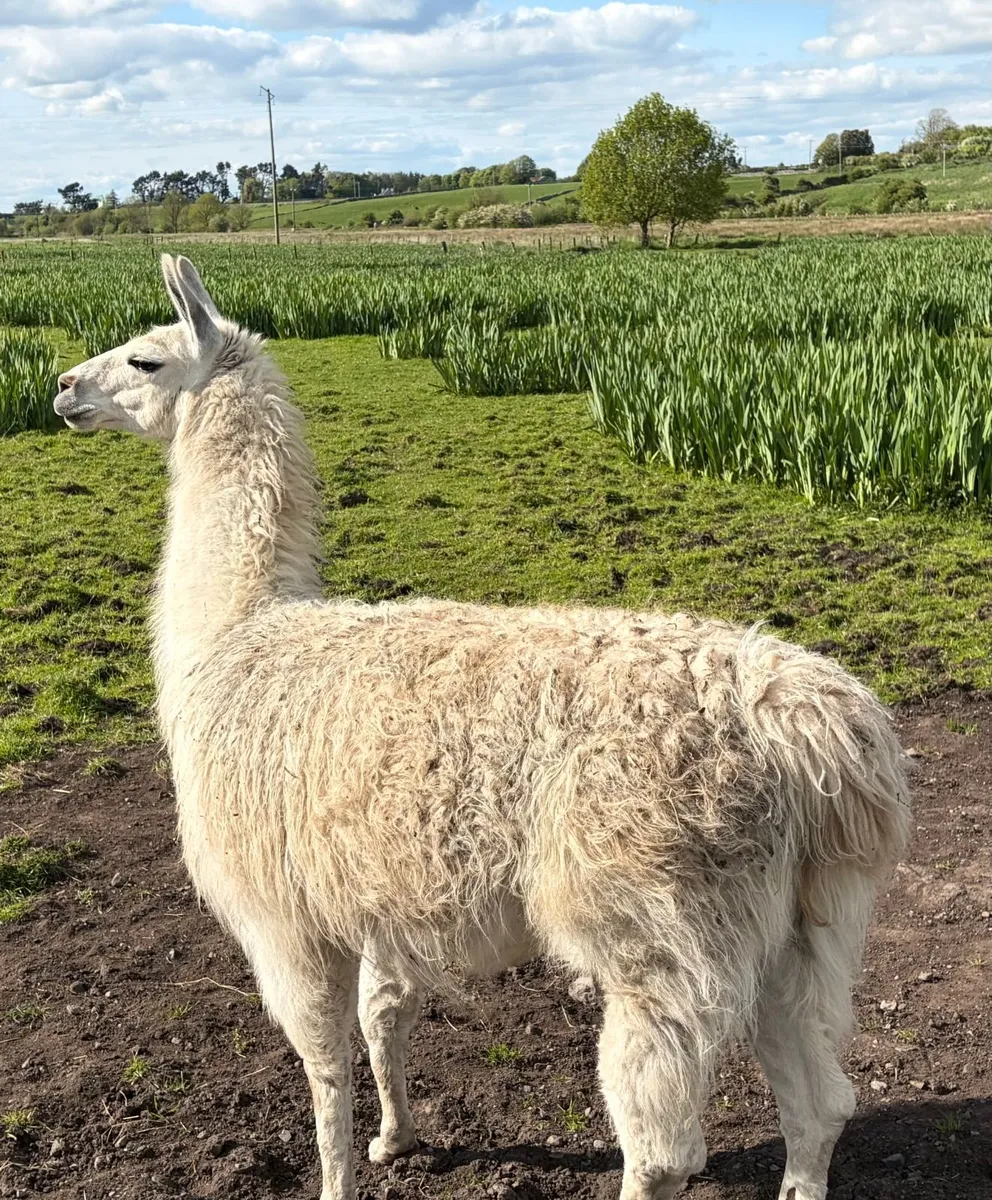 Llamas - Image 3