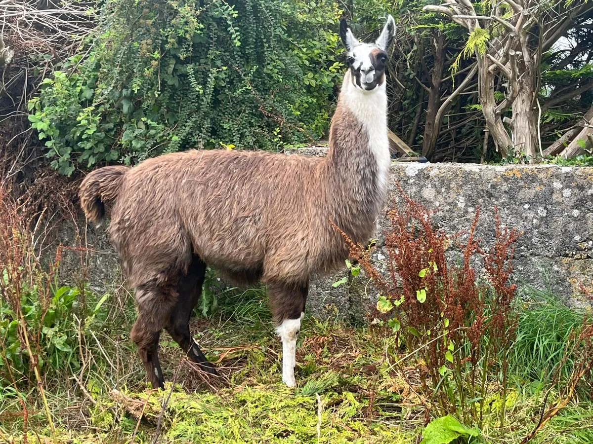 Llamas - Image 4