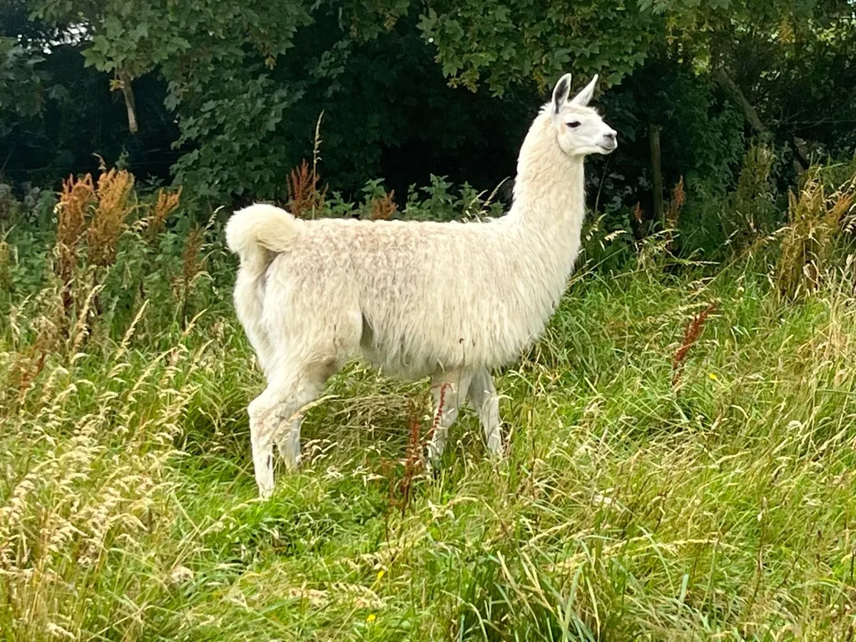 6 Male Llamas - Guardian Animals/PetFarms/Breeders - Image 4