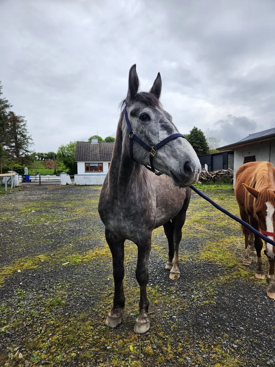 Irish Draught Filly - Image 2