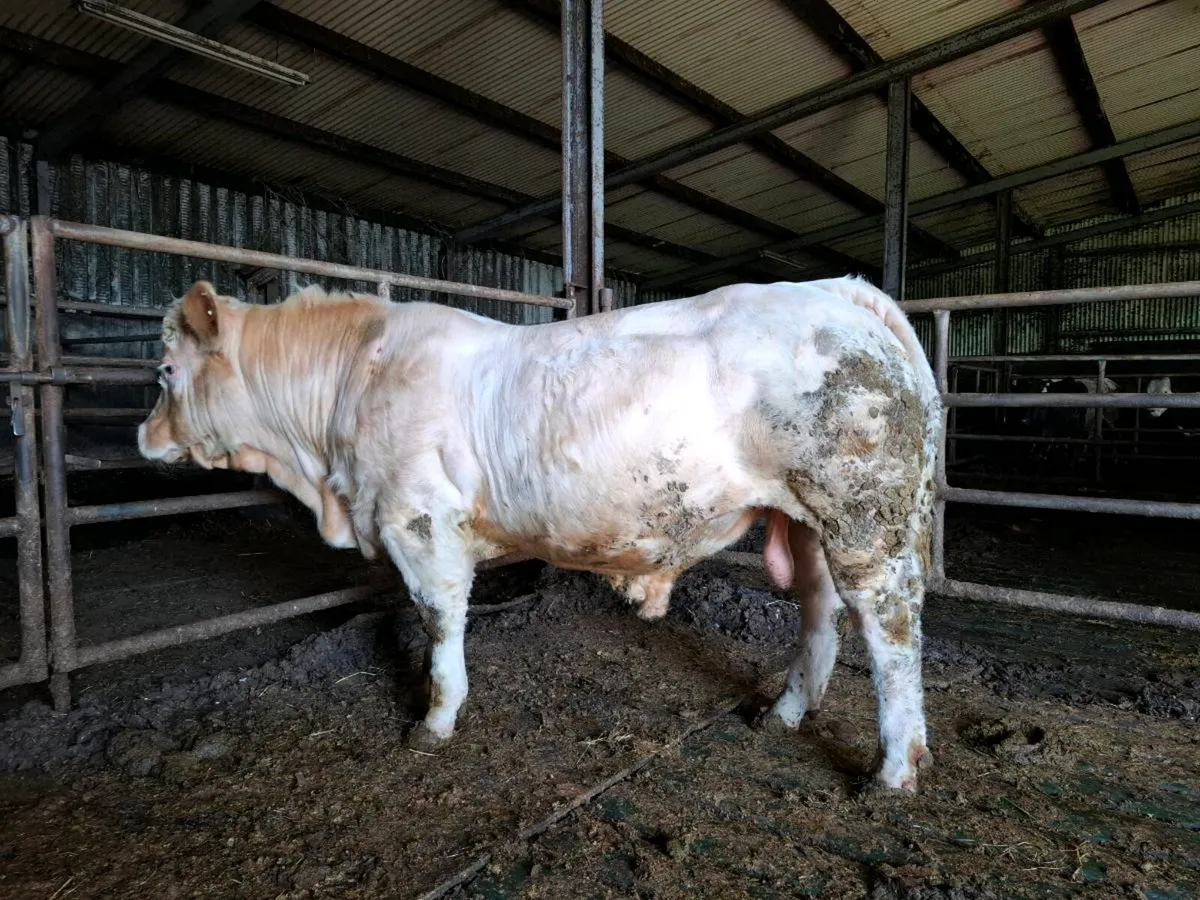 3 PBR Charolais - Image 4