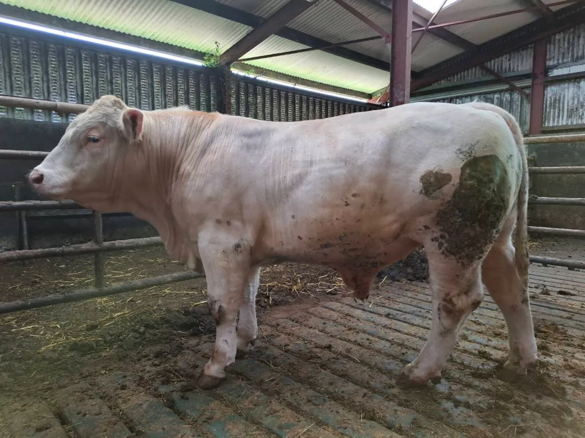 3 PBR Charolais - Image 2