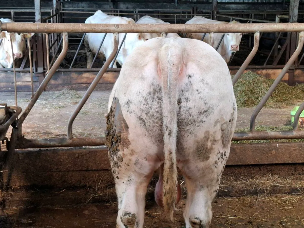 3 PBR Charolais - Image 3