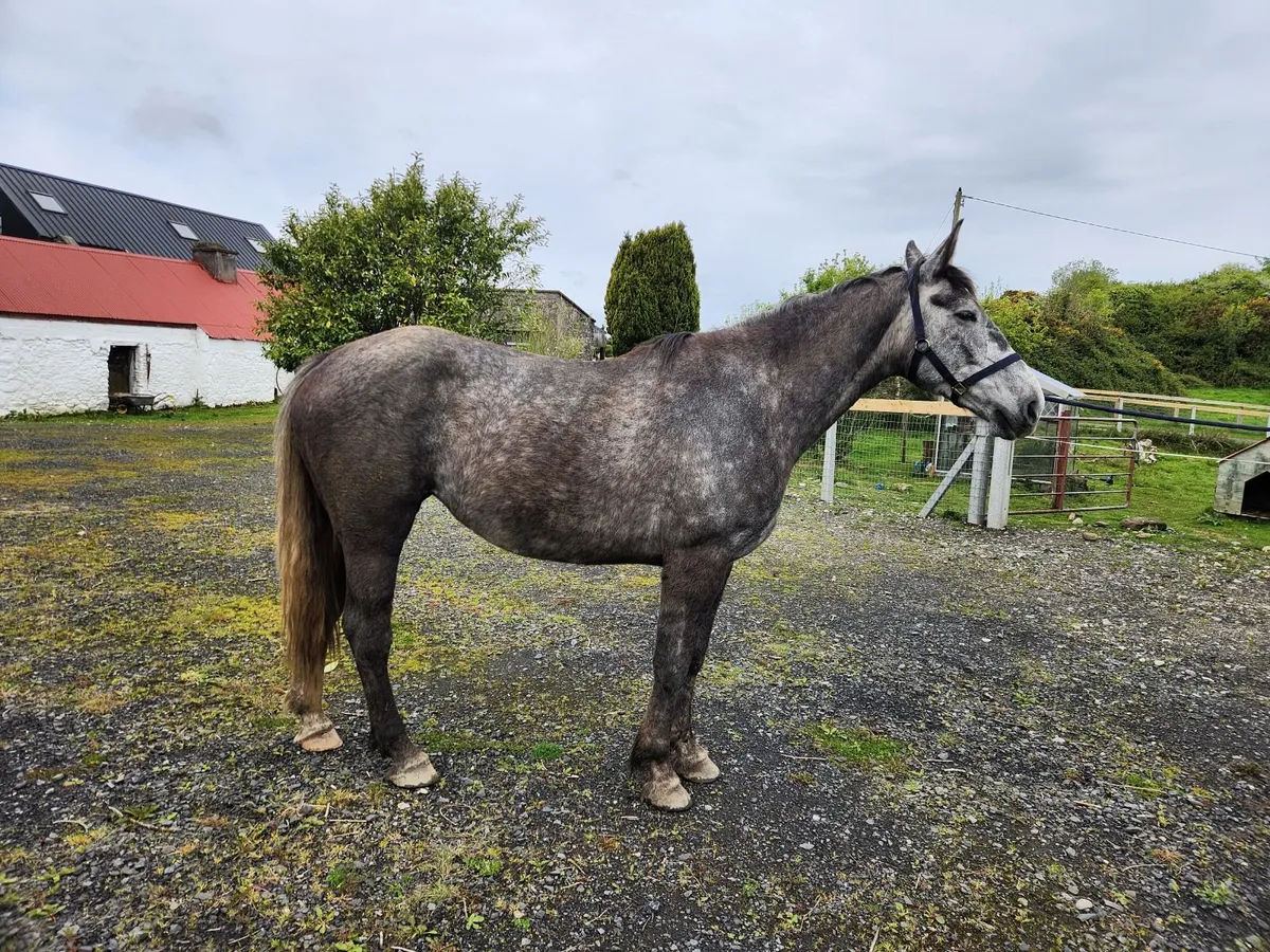 Irish Draught Filly - Image 3