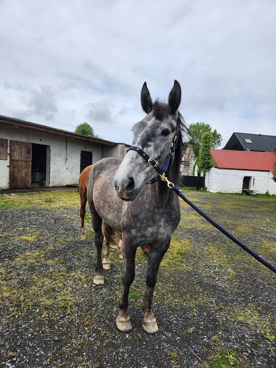 Irish Draught Filly - Image 4