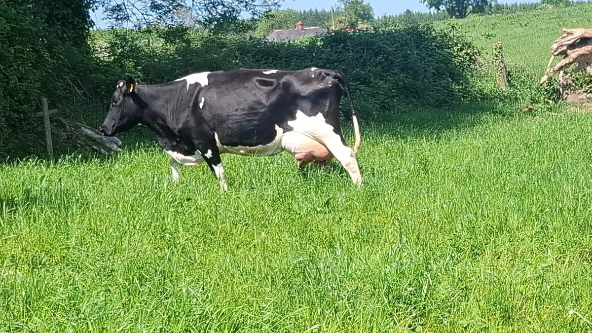 2 Fresian Cows for sale - Image 1