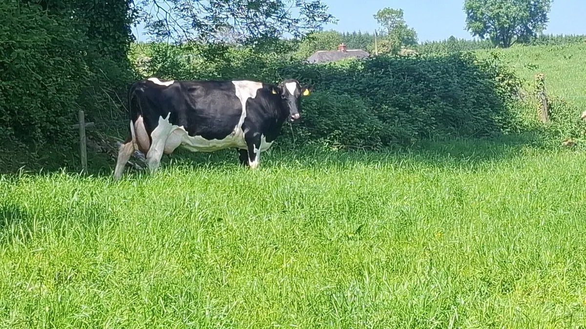 2 Fresian Cows for sale - Image 2