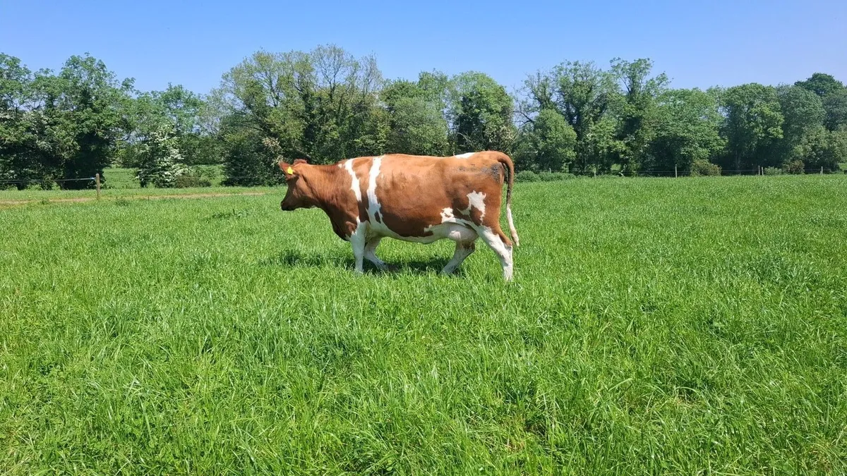 2 Fresian Cows for sale - Image 4