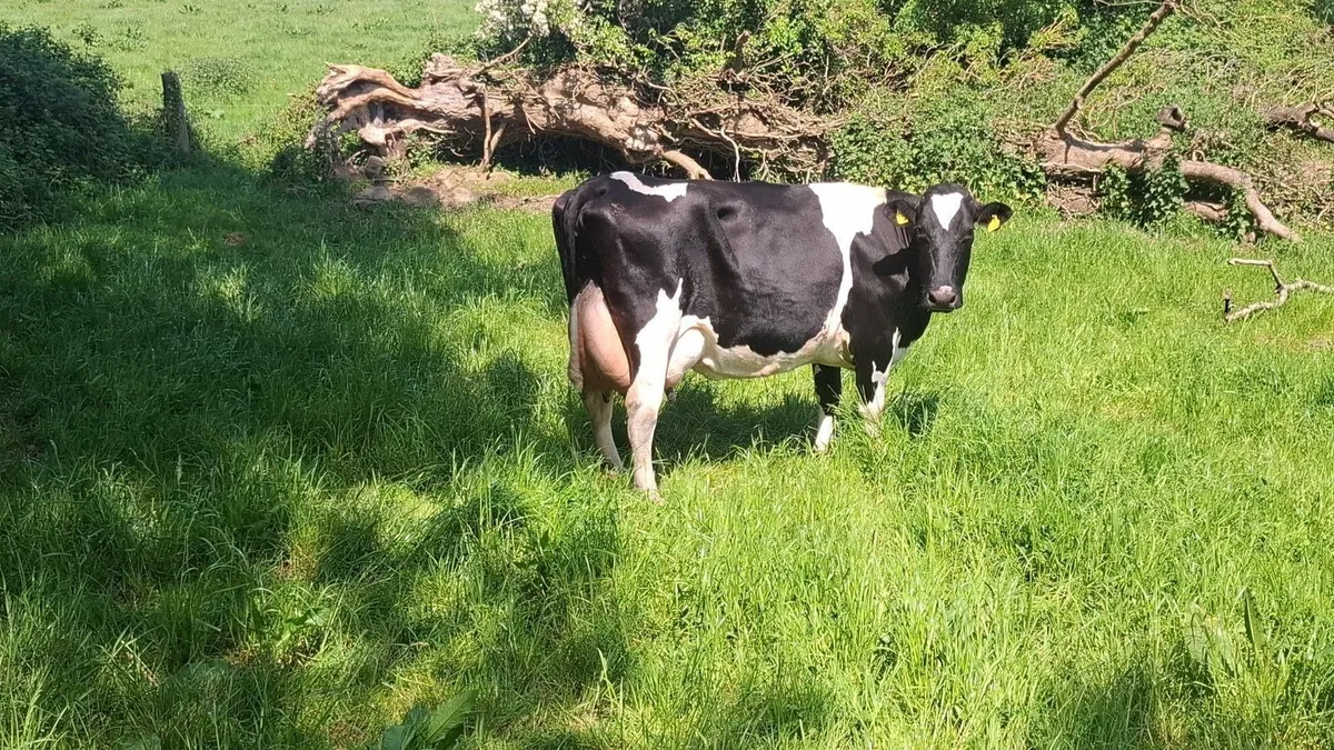2 Fresian Cows for sale - Image 3