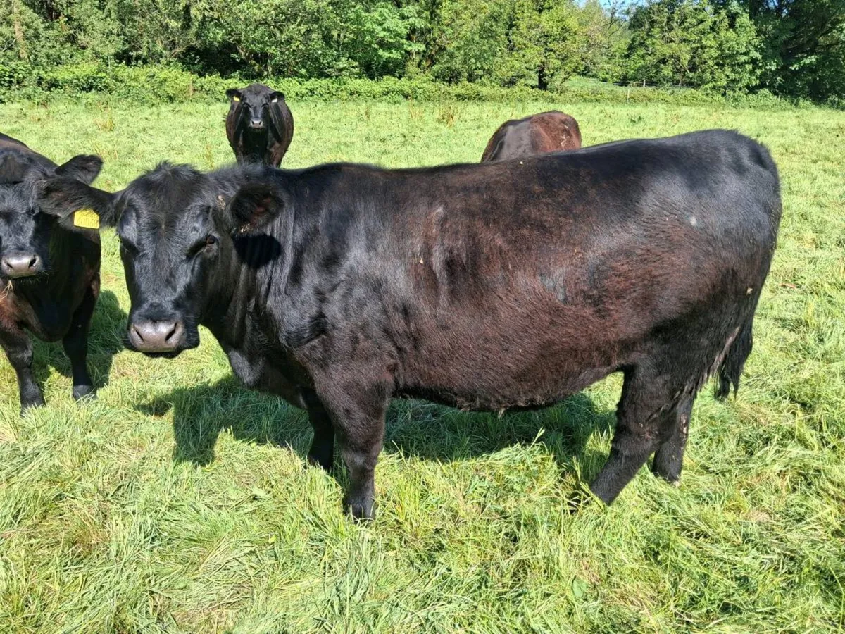 3 Super Pedigree Registered 5* Heifers - Image 1