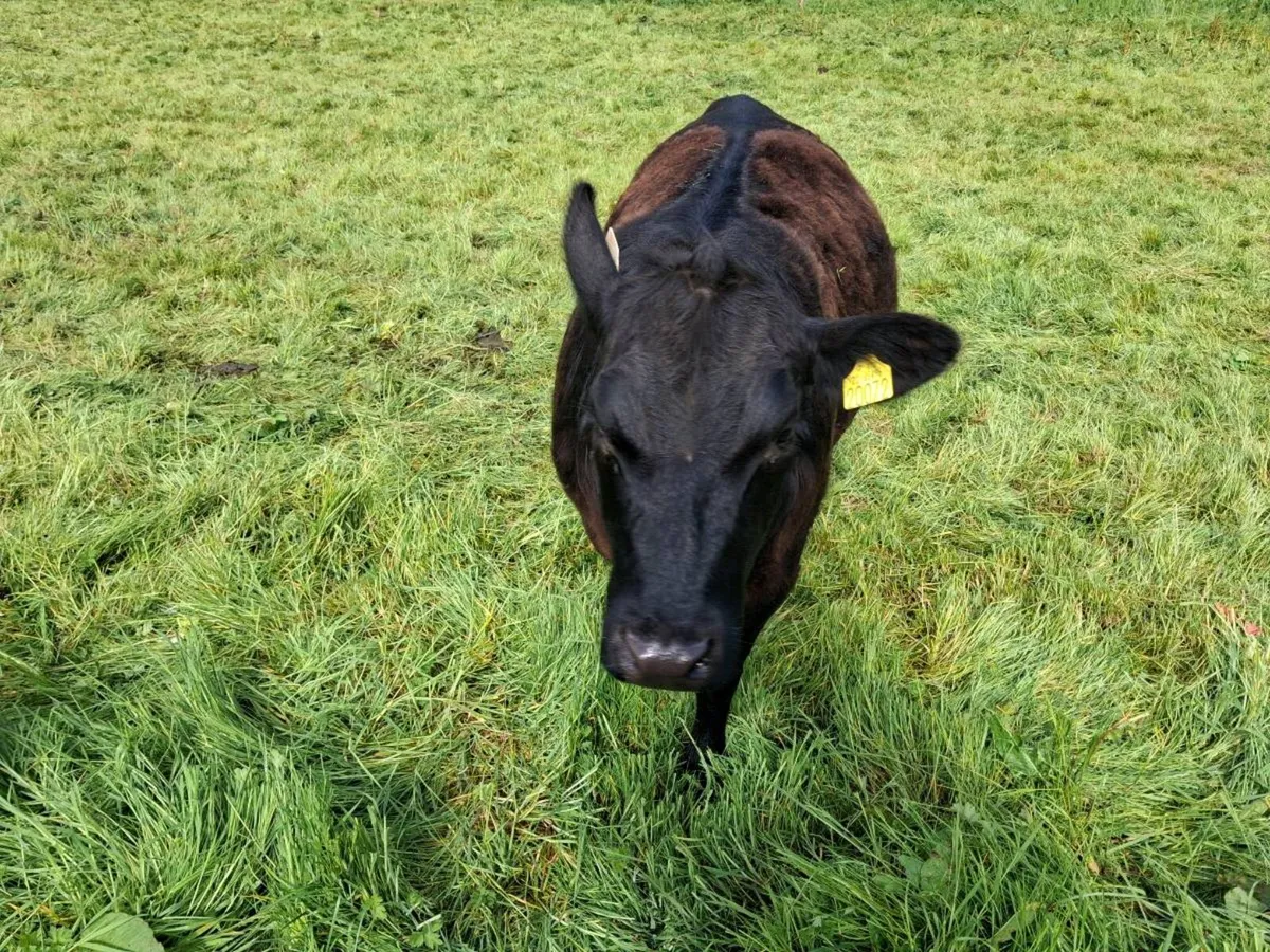 3 Super Pedigree Registered 5* Heifers - Image 2