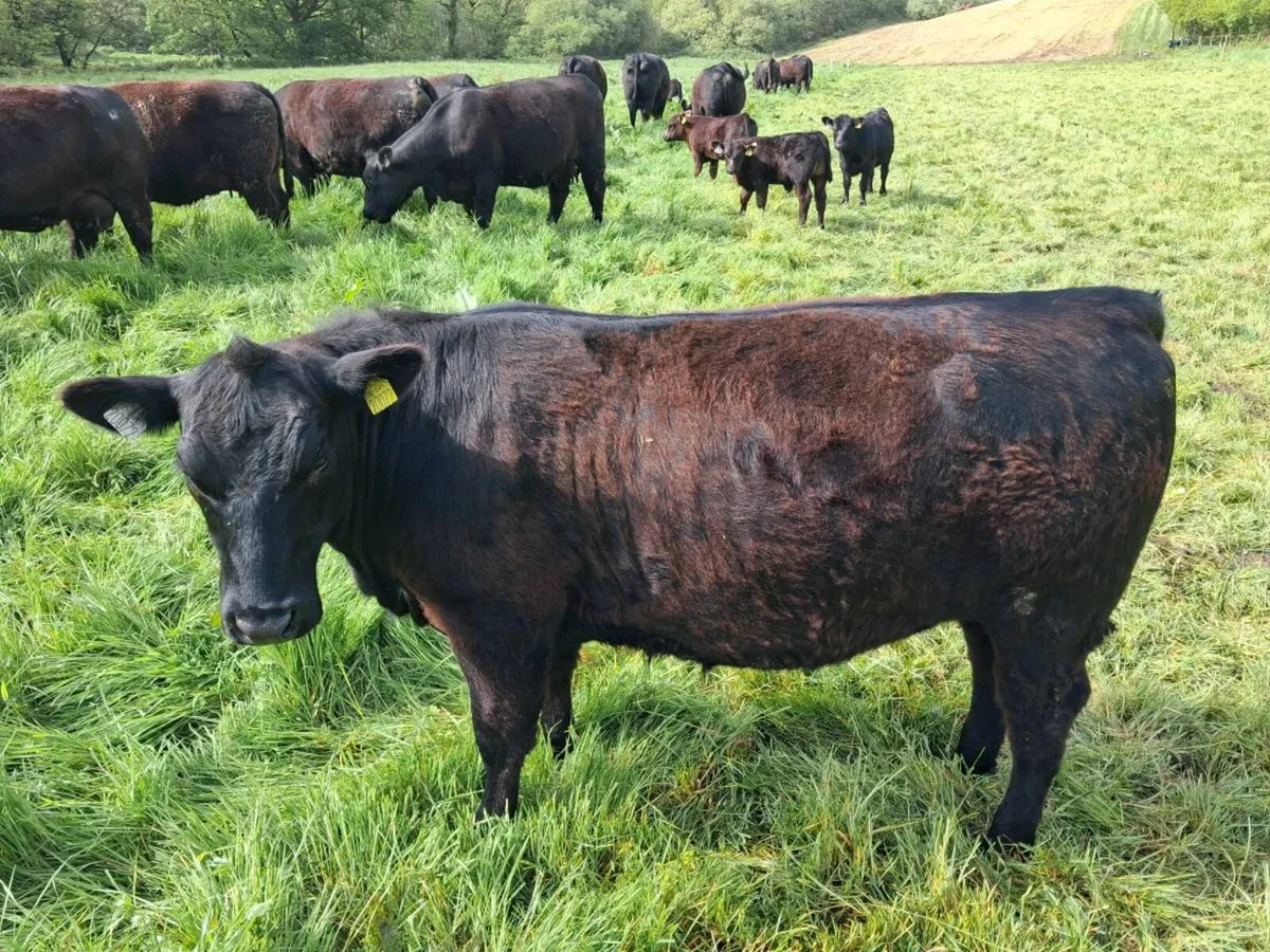 3 Super Pedigree Registered 5* Heifers - Image 3