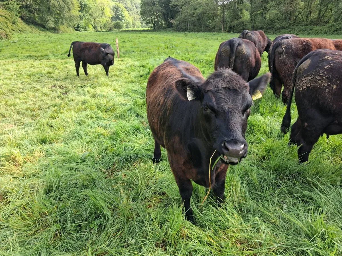 3 Super Pedigree Registered 5* Heifers - Image 4