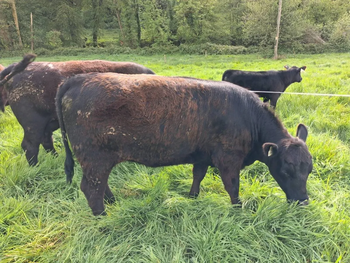2 Super Pedigree Registered 5* Heifers - Image 4