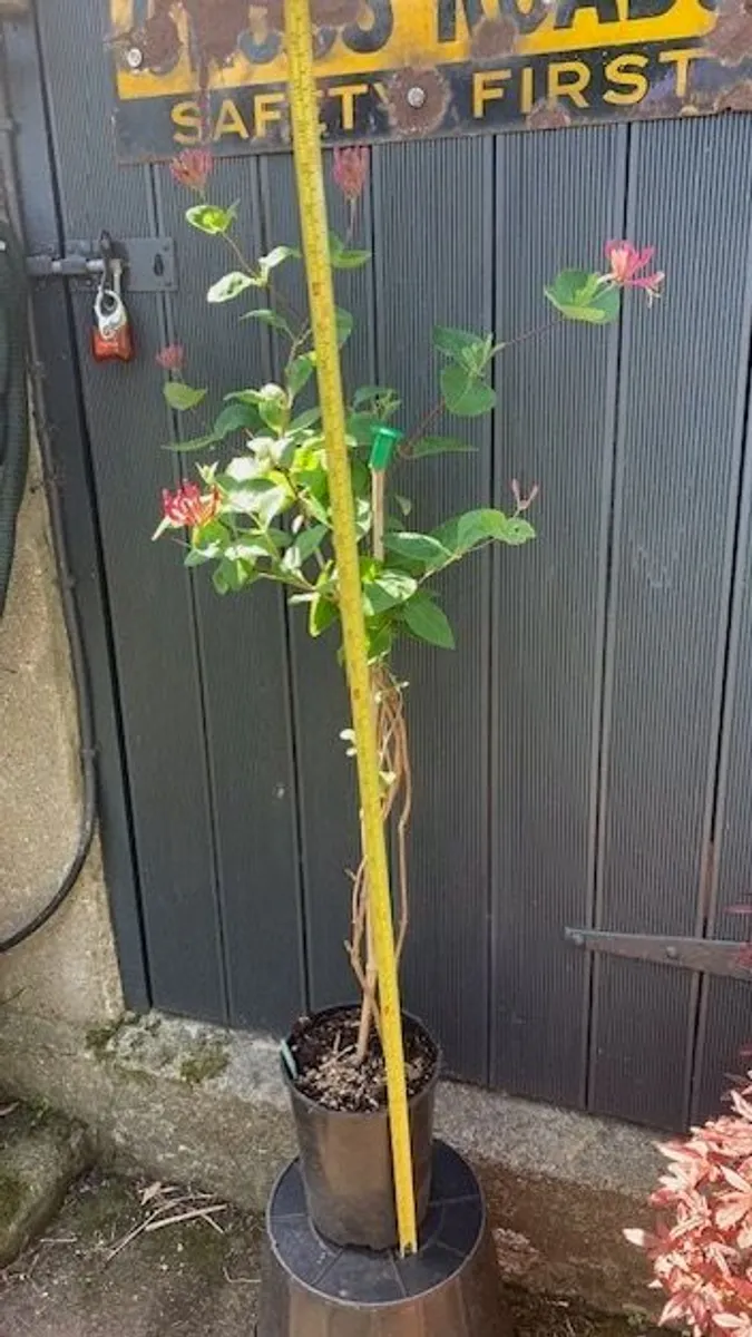 Honeysuckle plant - Image 3