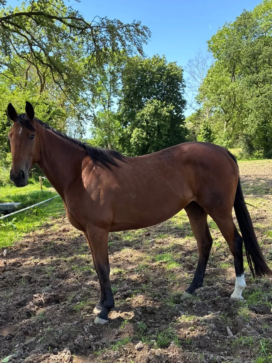 3yr old TB filly - Image 2
