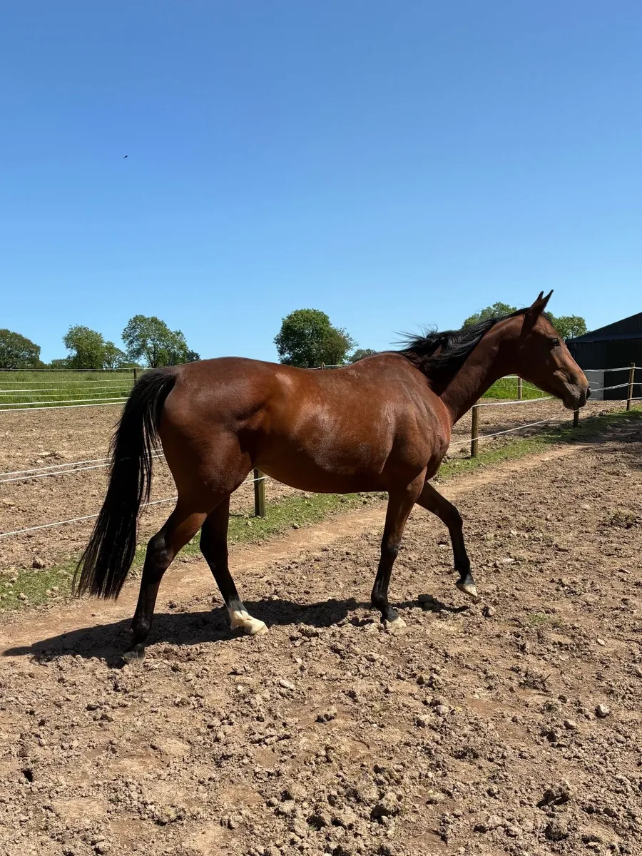 3yr old TB filly - Image 3