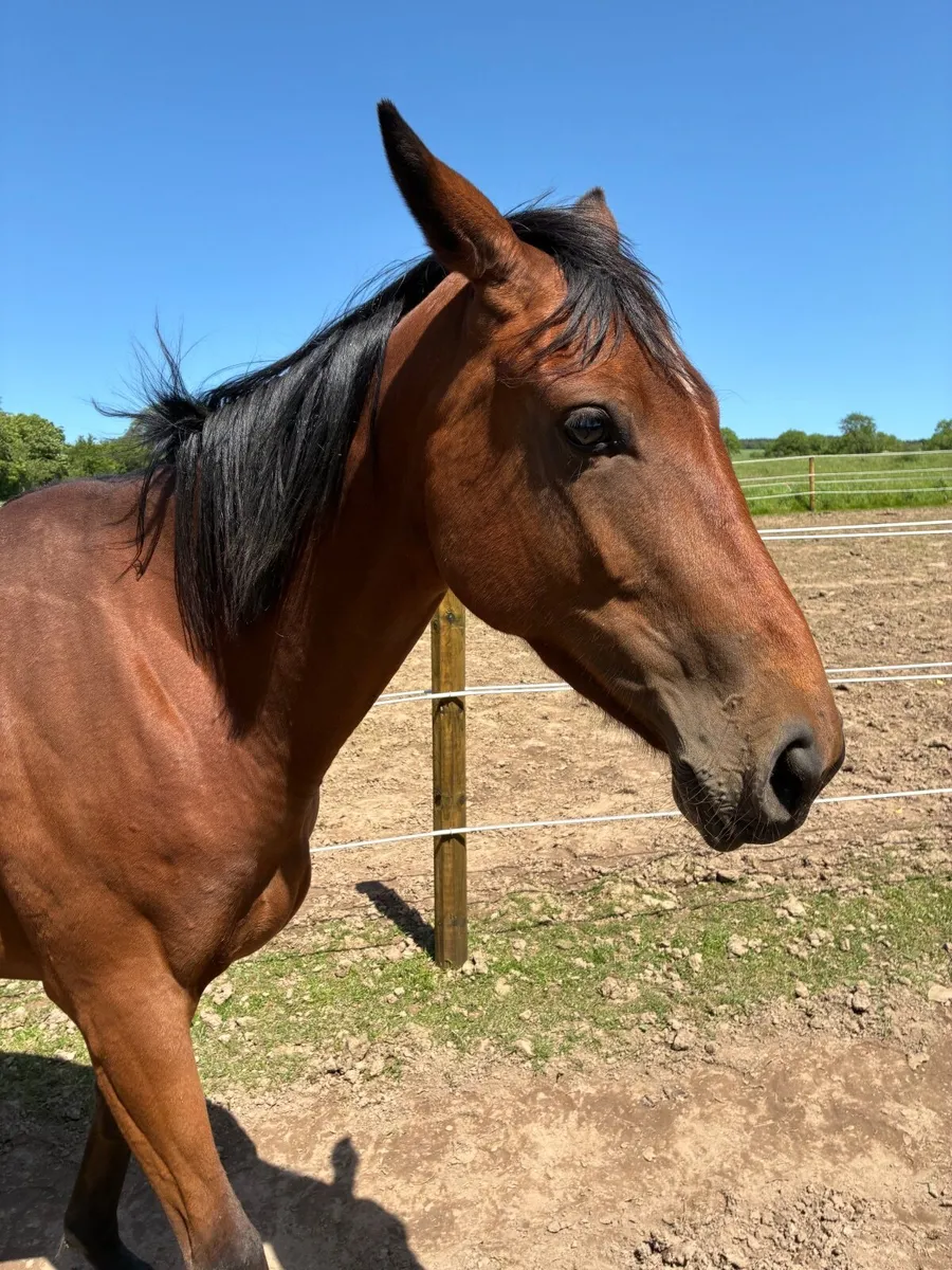 3yr old TB filly - Image 4
