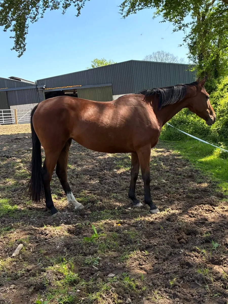 3yr old TB filly - Image 1