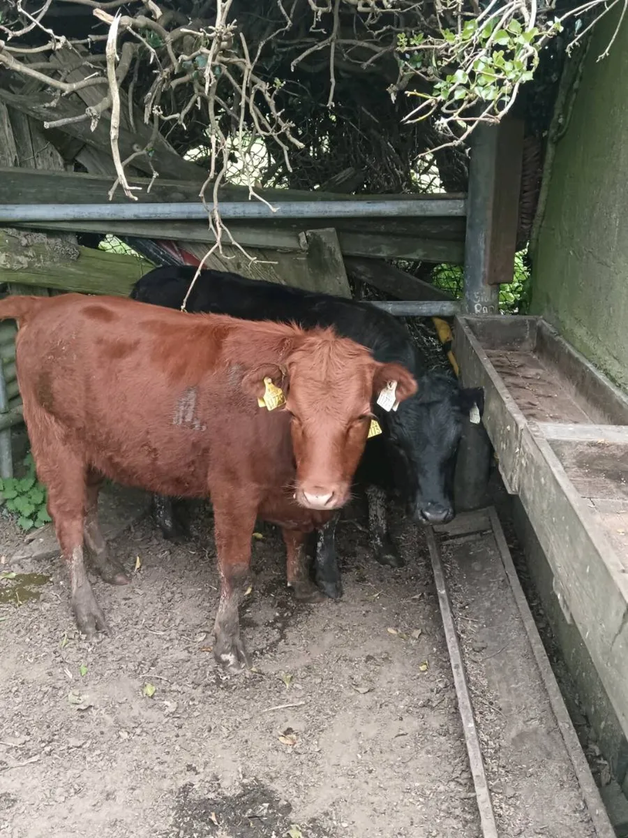 Heifers - Image 1