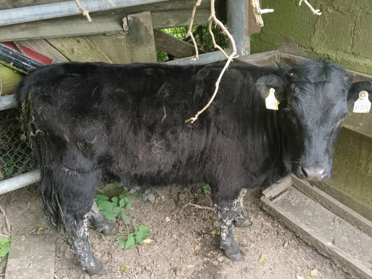Heifers - Image 2