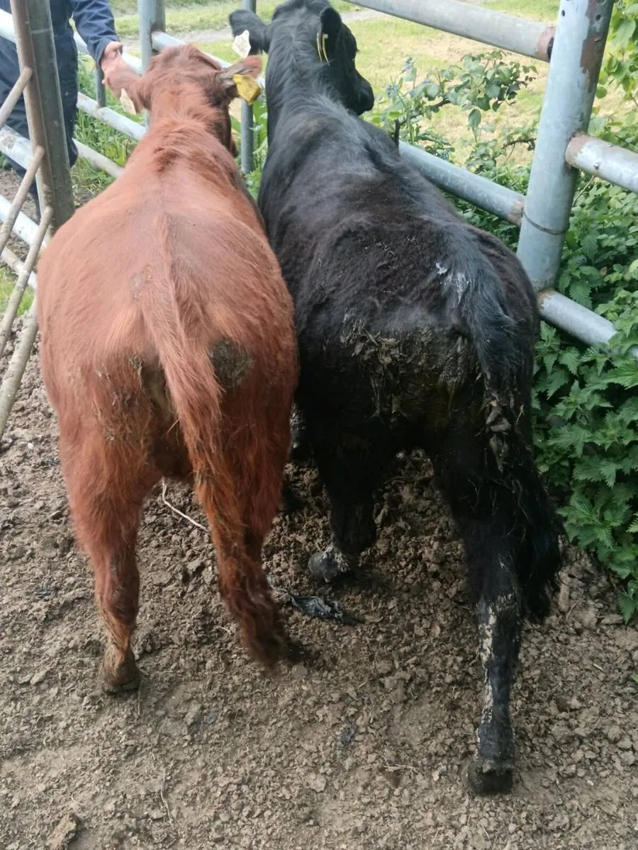 Heifers - Image 3