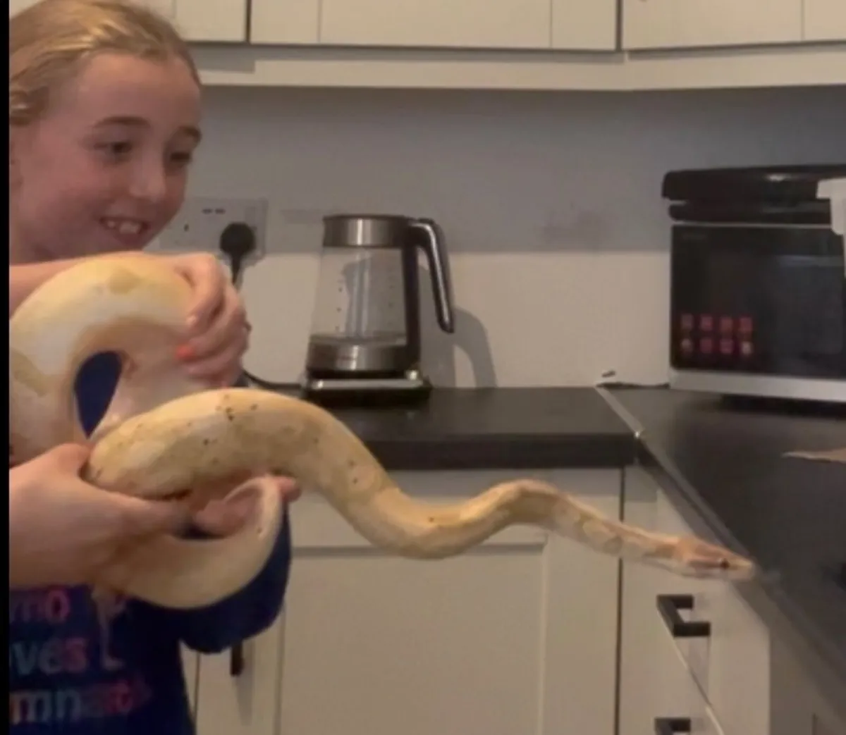 Ball python - Image 1