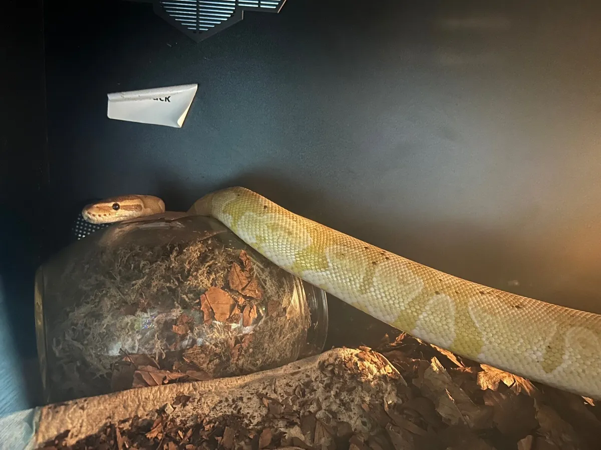 Ball python - Image 2