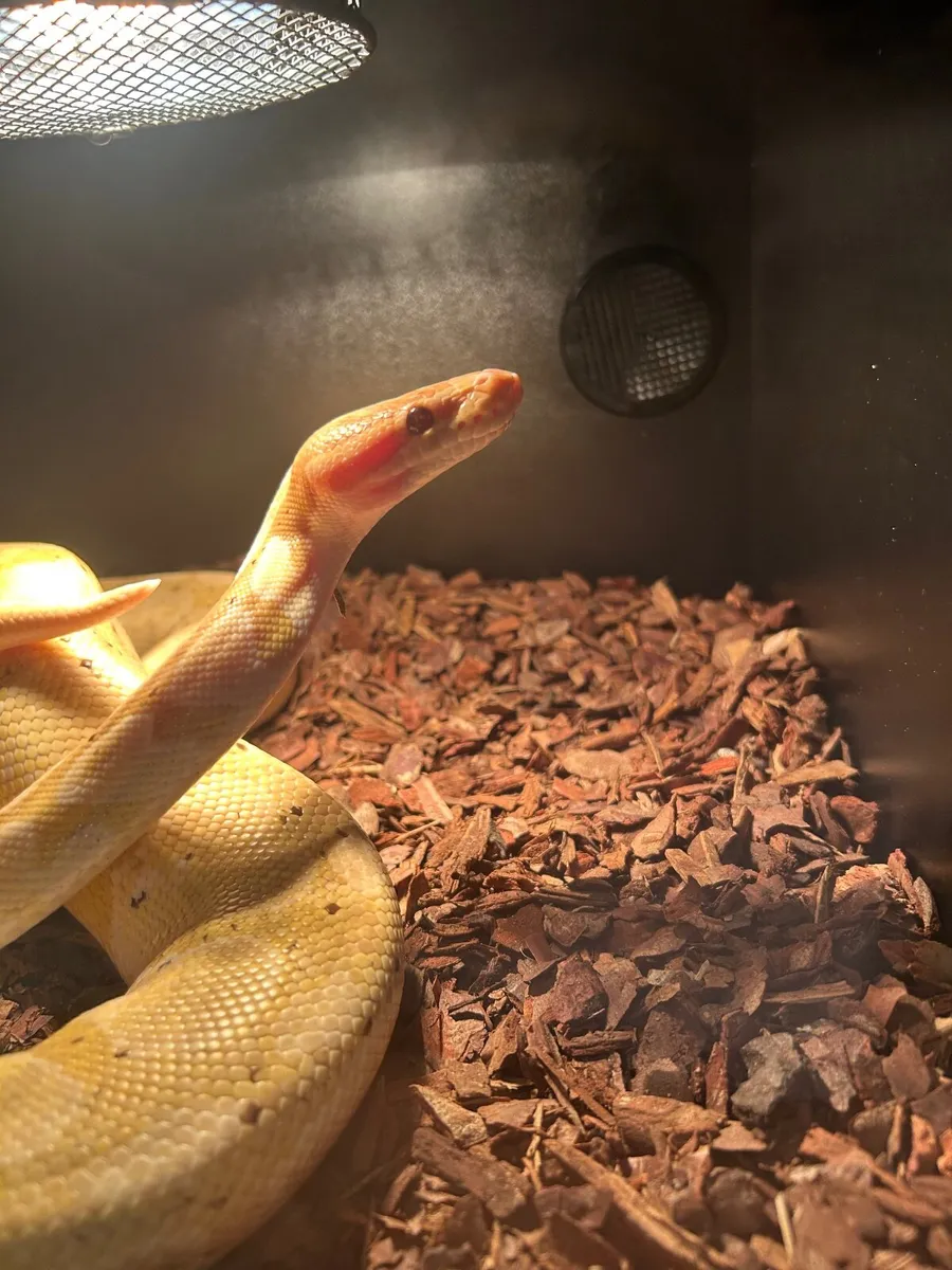 Ball python - Image 3