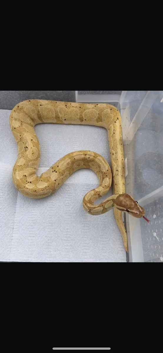 Ball python - Image 4