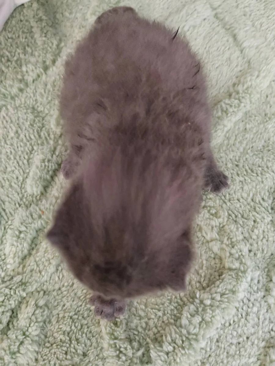 kitten for sale - Image 2