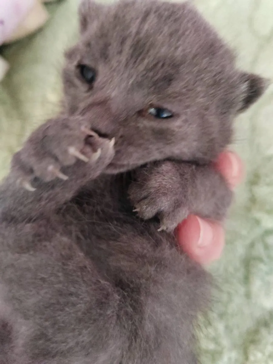 kitten for sale - Image 1