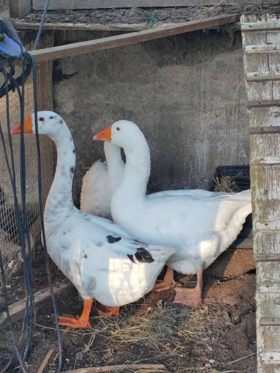chicken for sale - Image 1