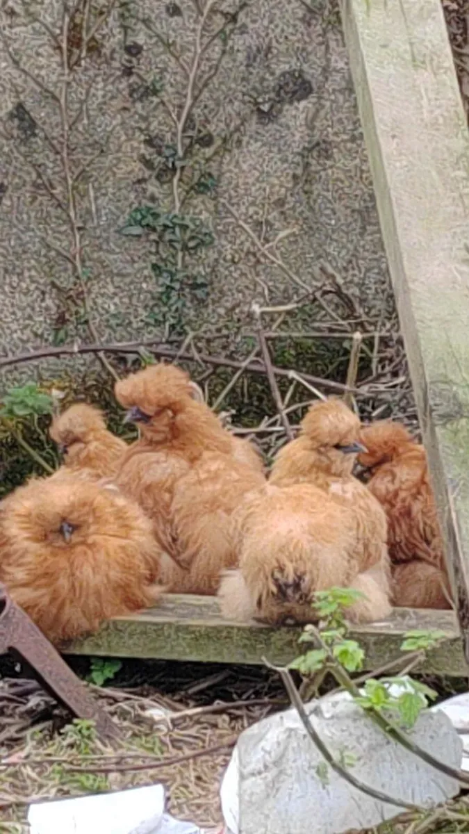 chicken for sale - Image 3