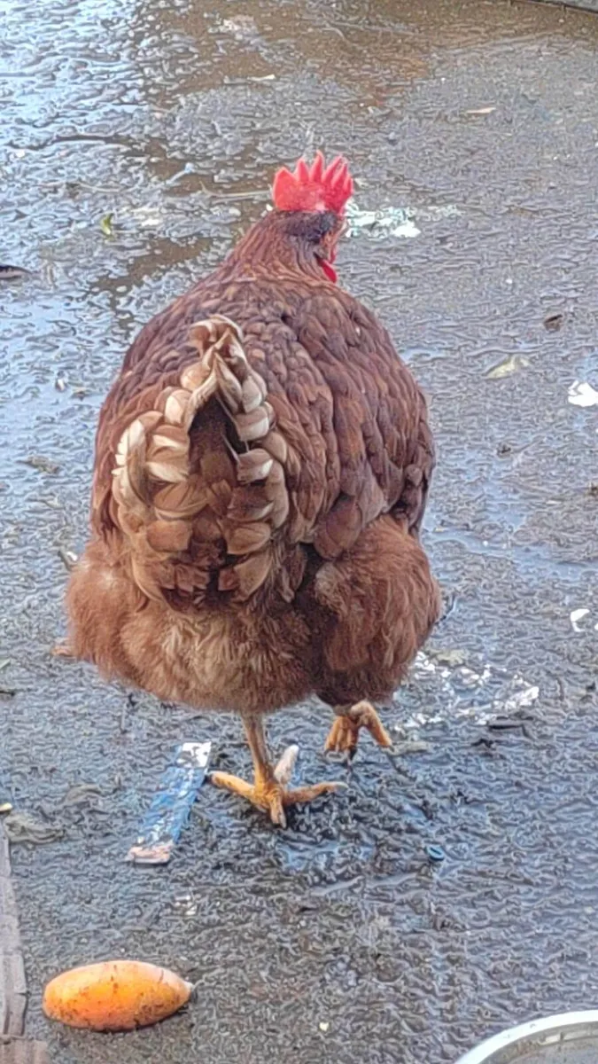 chicken for sale - Image 4
