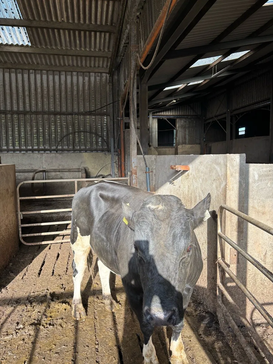 Friesian bull - Image 1