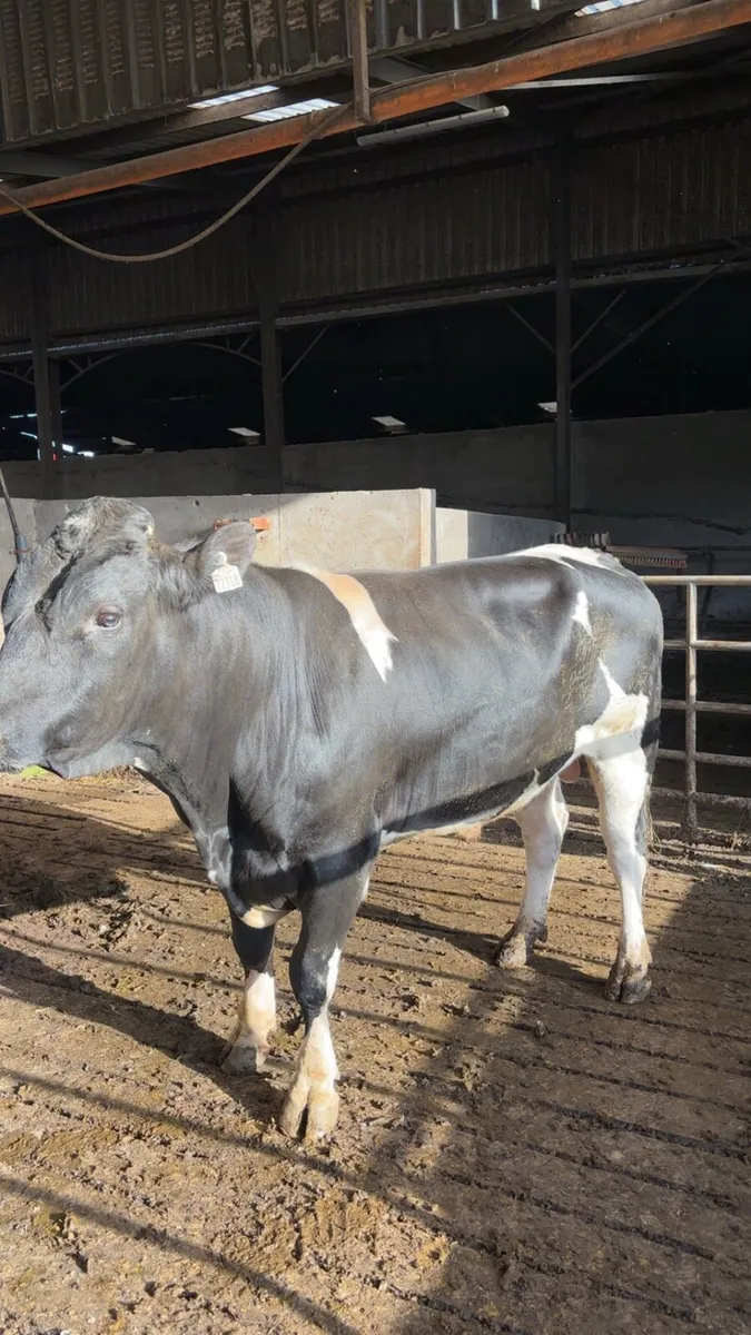Friesian bull - Image 2